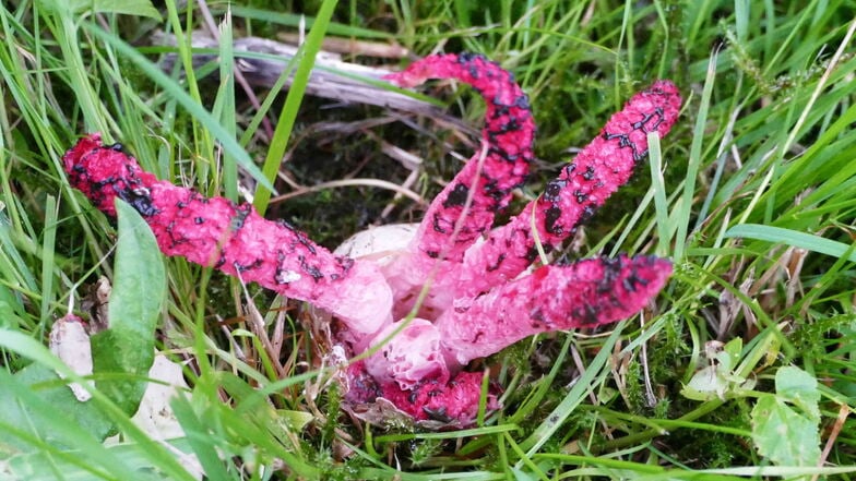 Der Tintenfischpilz oder auch Krakenpilz gilt in Sachsen noch als botanische Seltenheit.