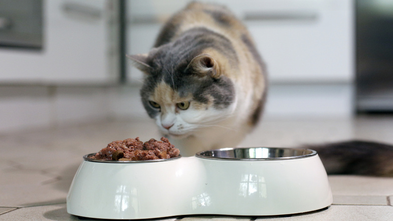 Feuchtfutter für Katzen sind teils schlecht gemischt, sagt die Stiftung Warentest.