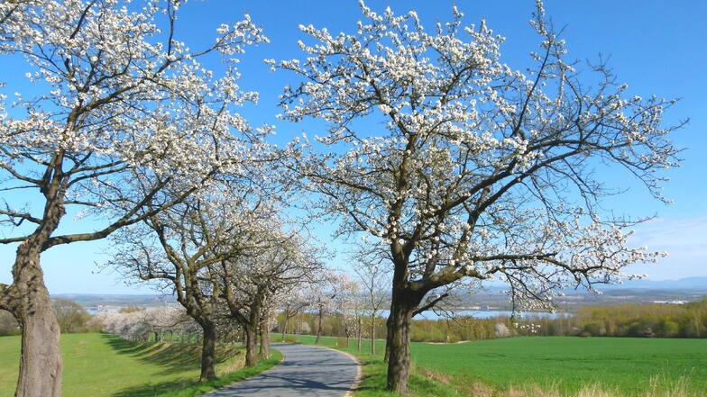 Es wird lange dauern, bis die Bäume der Sparkasse so groß sind wie diese Kirschbäume bei Jauernick-Buschbach.