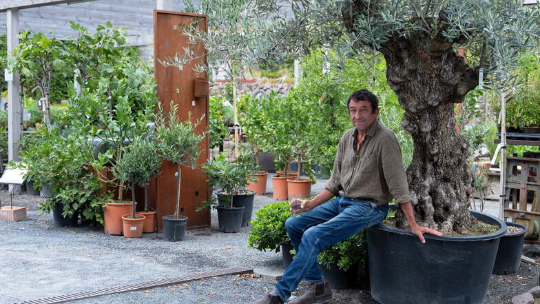 Rast unter dem Olivenbaum: Noch braucht die südländische Pflanze von Gärtner Thomas Till Winterschutz. Aber immer mehr Exoten finden durch den Klimawandel den Weg ins Freiland.