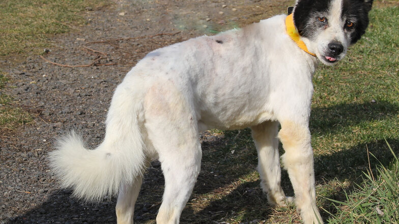 Weil das Fell des etwa 14 Jahre alten Hundes total verfilzt war, wurde Oldie geschoren.