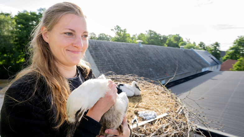 Katrin Hoffmann arbeitet seit drei Jahren bei der Vogelschutzstation Neschwitz. Nun übernahm sie zum ersten Mal die Beringung der Weißstörche im Landkreis Bautzen.