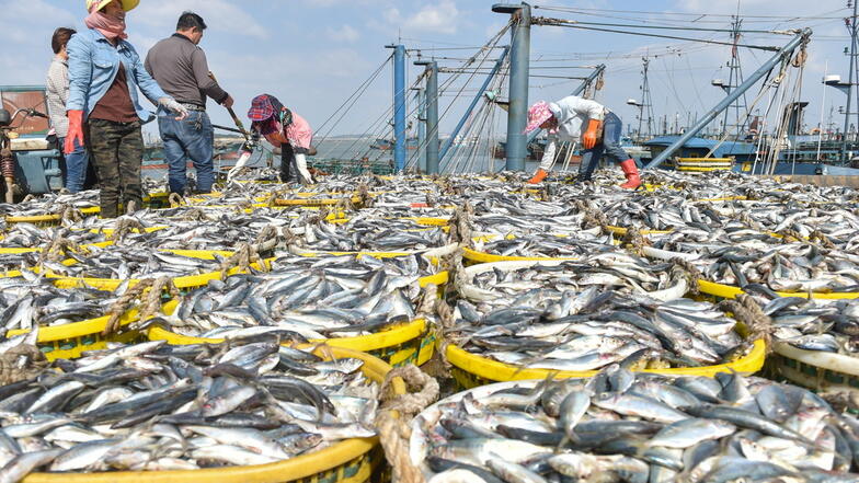 Fischer arbeiten im Fischereihafen von Xiangzhi in der südostchinesischen Provinz Fujian. Weltweit sind 35 Prozent aller Bestände überfischt.