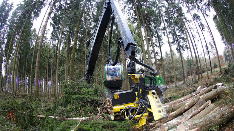 Nach den Dürren und Borkenkäferplagen der letzten Jahre wurde im Löbauer Stadtwald schon viel beschädigtes Holz entfernt.