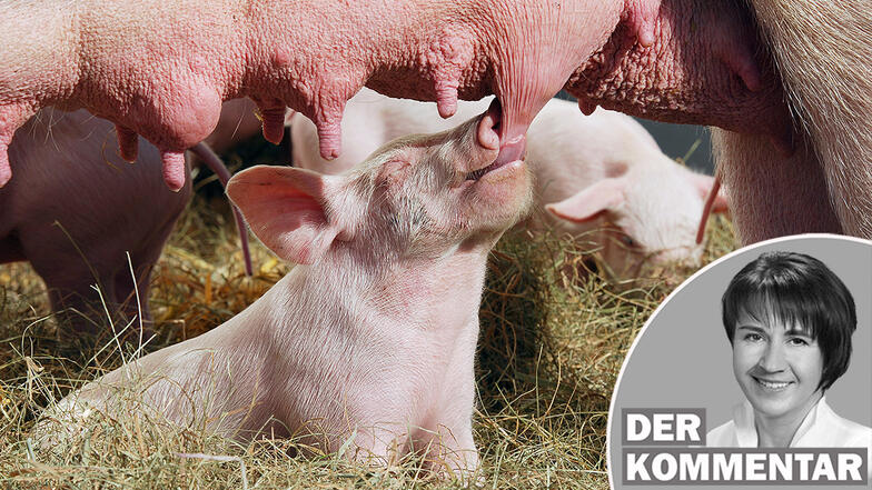 Nicht nur die Zahl der Schweinemäster sinkt, auch die der Ferkelerzeuger wird immer weniger.