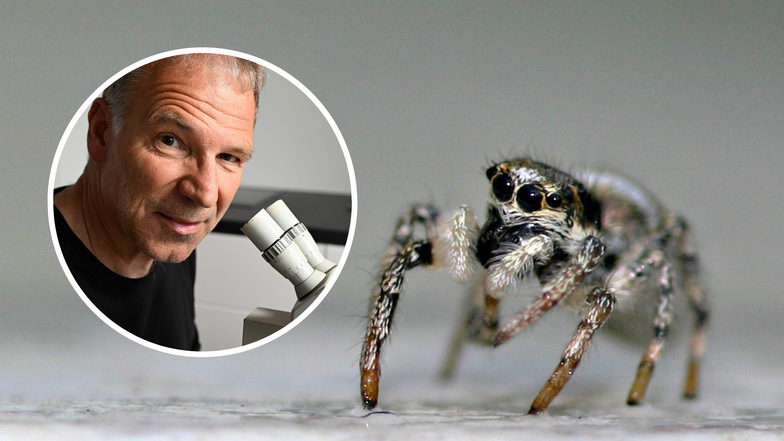 13 unkonventionelle Fragen an einen sächsischen Spinnenforscher