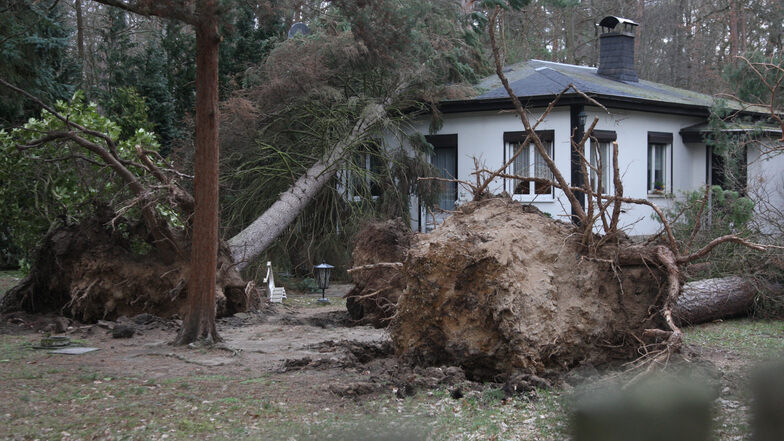 Auf einem Waldgrundstück im Pirnaer Ortsteil Birkwitz entwurzelten die Orkanböen zwei ausgewachsene Nadelbäume und knickten einen dritten Baum um. Einer der beiden Nadelriesen stürzte auf das Dach eines Einfamilienhauses.
