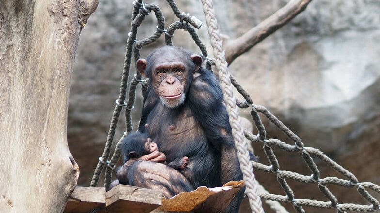 Affen-Nachwuchs im Leipziger Zoo