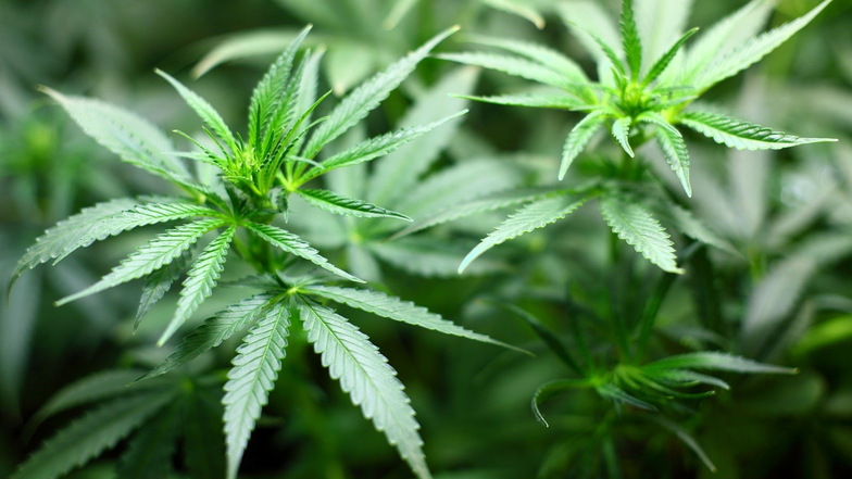 Cannabis ergrünte in Großharthau an einer Waldlichtung. Der Anbau der Drogen ist illegal.