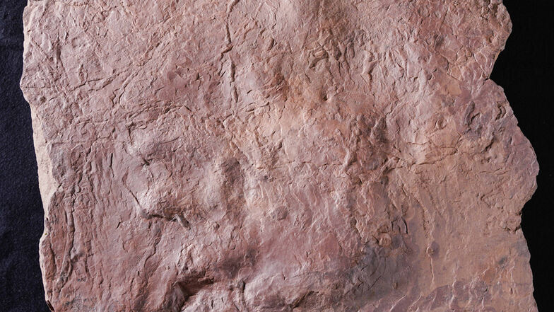 Ein in Sandstein verfestigter Fußabdruck eines Pareiasauriers, auch Wangenechsen genannt, im Urweltmuseum Geoskop in Rheinland-Pfalz. Von dem Fund in Wales gibt es bisher kein Foto.