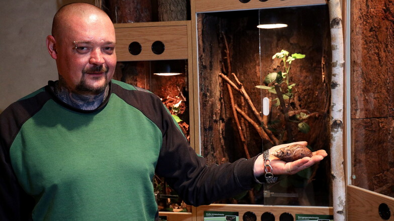 Ronny Langer zeigt eine Achatschnecke. Die Art hält er auch daheim. Langer kam als Quereinsteiger in den Tierpark. Die Anlage sucht nun zusätzliches Fachpersonal.