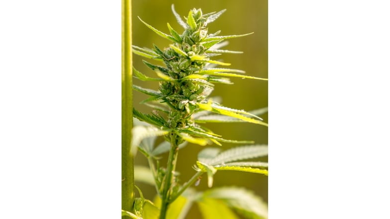 Bestens gediehen wie diese Cannabispflanze sind auch die der Angeklagten. Der Ertrag ist auch für Kenner frappierend.