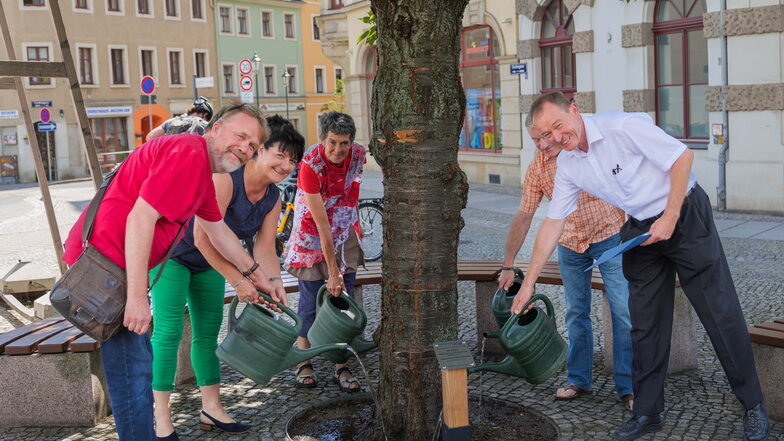 Der Städtepartnerschaftsverein Meißen übernahm eine Baumpatenschaft für die Japanische Nelkenkirsche (Bestandsbaum) am Brückenkopf.