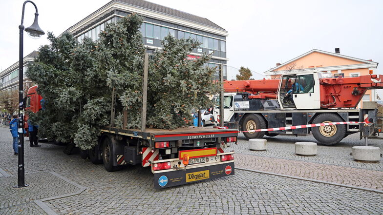 Der Baum wurde per Lkw von der Gutenbergstraße gebracht.