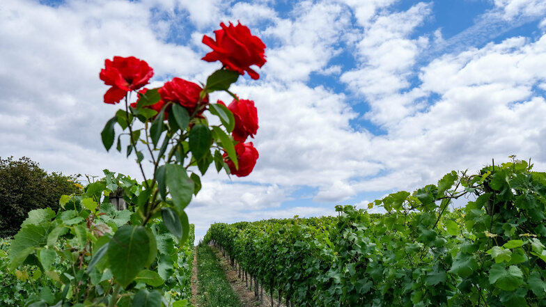 Rosen am Rande der Weinreben dienen als Frühwarnsystem und Indikator für Pflanzenkrankheiten wie Mehltau.