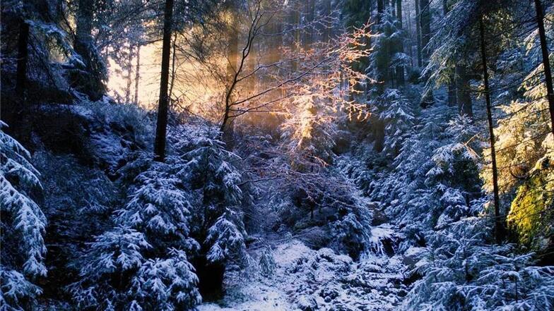 3. Preis  Die Sonnenstrahlen kämpfen sich mit aller Macht durch den Winterwald und tauchen die schneebedeckten Bäume in magisches Licht. Dieses Bild kommt von Sybille Meyer aus Dresden, aufgenommen bei einer Winterwanderung im Großen Zschand zur Webergrotte.