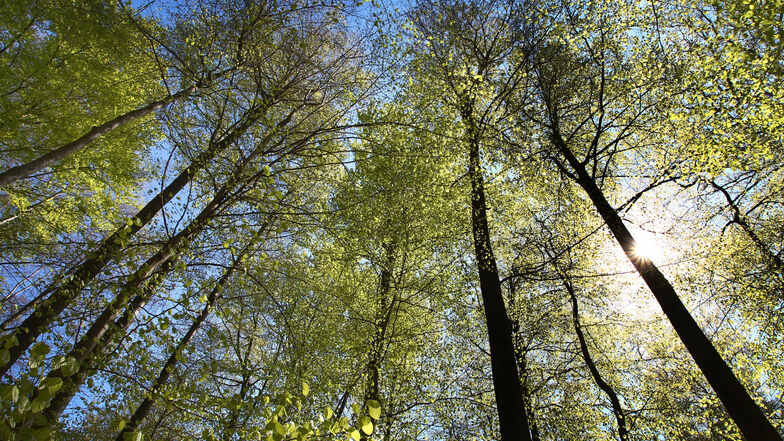 Bayern, Rohrbrunn: Buchen stehen bei Sonnenlicht in einem Wald. Der Baum leidet unter Dürre und Schädlingen.