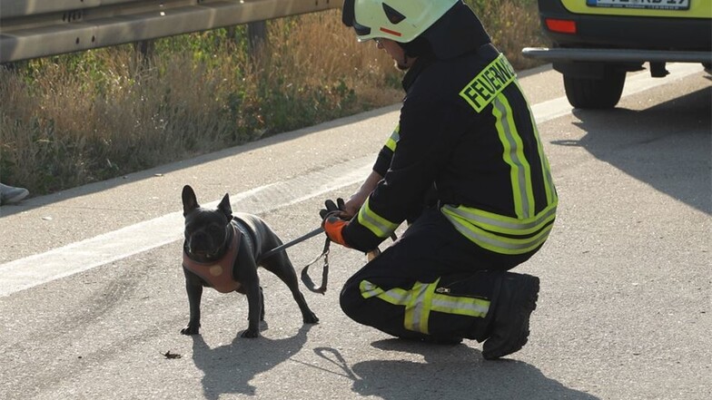 Die Rettungskräfte betreuten auch einen Hund, dessen Halter ins Krankenhaus eingeliefert werden musste.