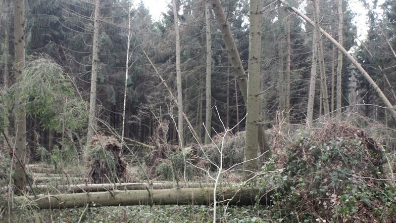 Beim Heidehof Deutsch Paulsdorf riss der Orkan die Bäume samt Wurzelballen aus dem Erdreich.