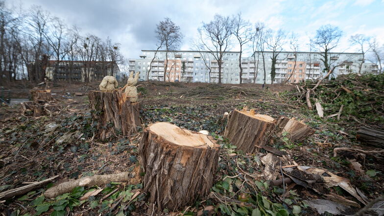 Auch am Holunderweg nahe der Stauffenbergalle sind Anfang diesen Jahres mehr als hundert Bäume durch die Privateigentümer gefällt worden.