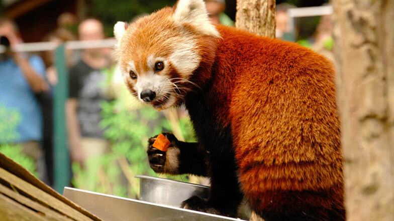 Die Kinder durften im Görlitzer Tierpark unter anderem die roten Pandas bestaunen.
