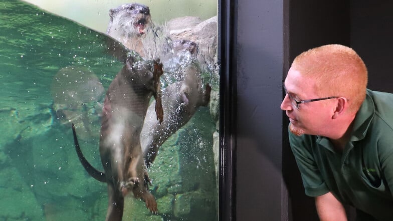 Zoo Dresden: Die Glattotter sind eingezogen