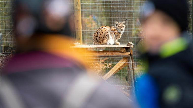 Besucher beobachten im Wildgehege in Moritzburg einen Luchs. Das ist trotz der Corona-Notbremse des Bundes auch weiterhin möglich.