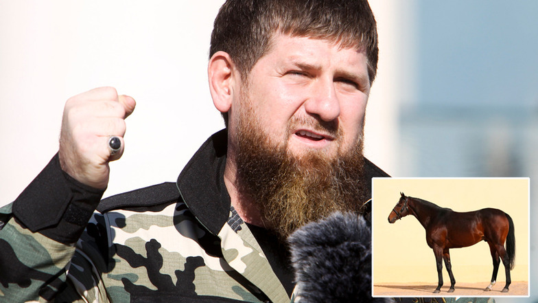 Das Pferd des Tschetschenen-Machthabers Kadyrow ist in Tschechien gestohlen worden.