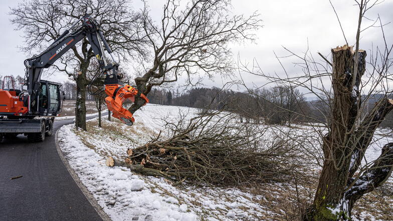 Für die ab Sommer geplanten Straßenbauarbeiten wurden in dieser Woche auf einem 1,5 Kilometer langen Teilstück der Kreisstraße zwischen Weifa und Neuschirgiswalde Bäume gefällt.