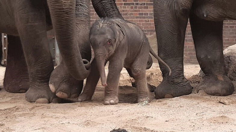 Nachwuchs im Leipziger Zoo: Elefantenjunges geboren
