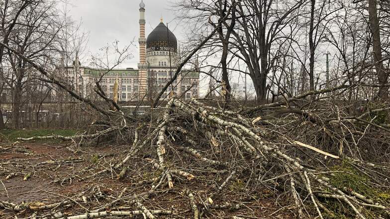 In Dresden stürzten mehrere Bäume um.