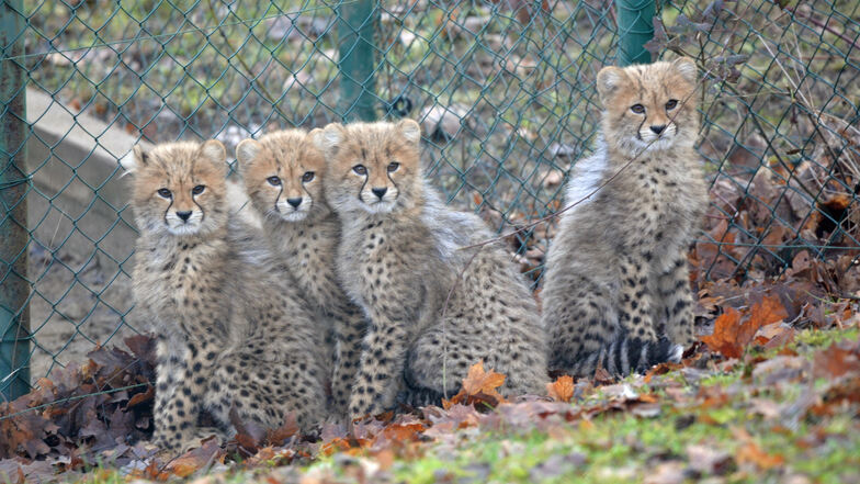 Vier Glücksfälle zum Knuddeln. Im Zoo von Ústí wurden Geparden geboren.
