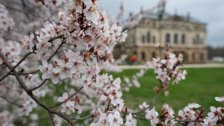 Kirschblüte im Großen Garten.
