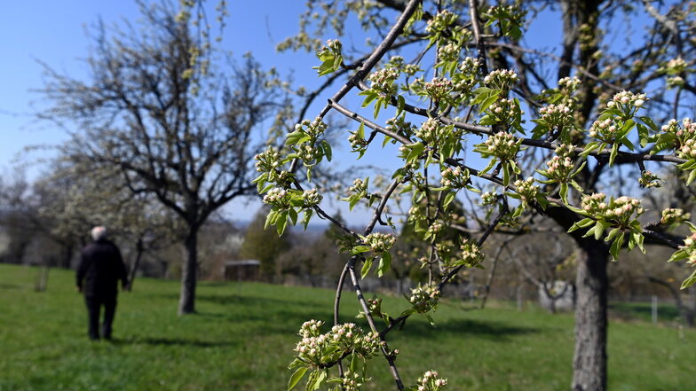 Birnenblüten auf einer Streuobstwiese in Karlsruhe.
