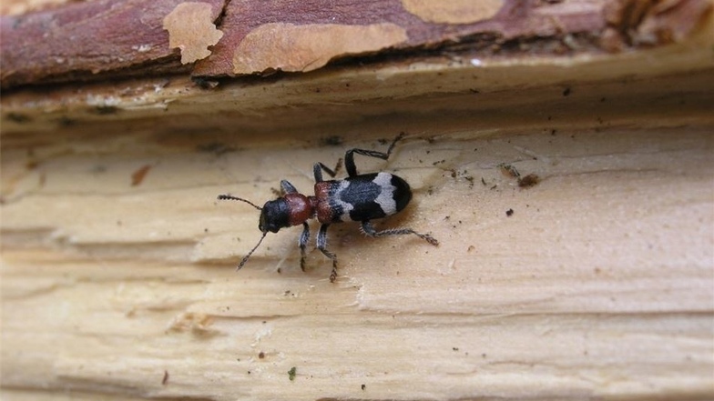 Ameisenbuntkäfer leben im Wald und fressen Borkenkäfer.