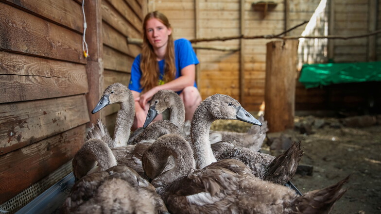 Die bislang größte Aufgabe der Wildvogelauffangstation: Sechs Schwäne, die ihre Eltern im Sommer 2022 verloren hatten, wurden von Ronja Fulsche und den Mitarbeitern großgezogen.