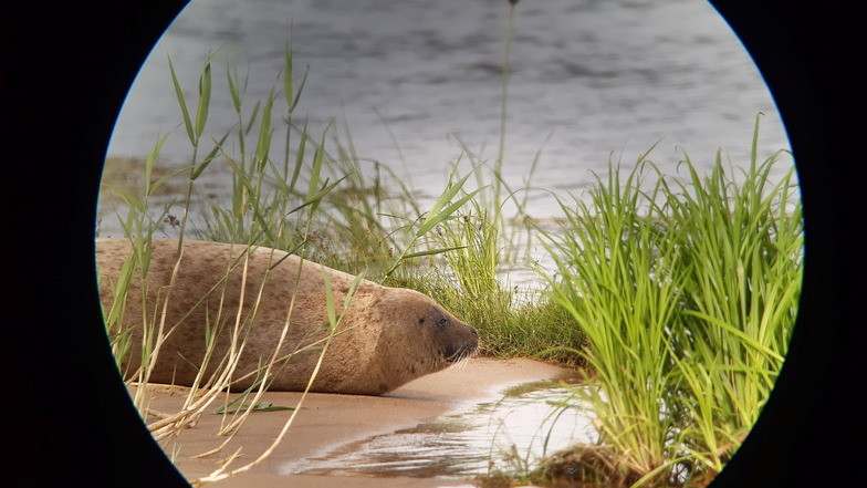 Eine Robbe, vermutlich ein Seehund, liegt am Ufer der Oder. Seit einigen Tagen tummelt sich das Tier im Fluss bei Schwedt in Brandenburg.