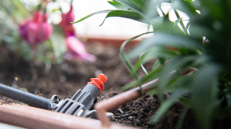 Ein automatisches Bewässerungssystem mit Schlauch kann Balkonpflanzen während eines Urlaubs für längere Zeit versorgen. 