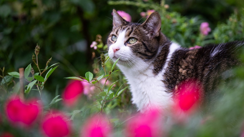 Landestierschutzverband will Kastration von Hauskatzen