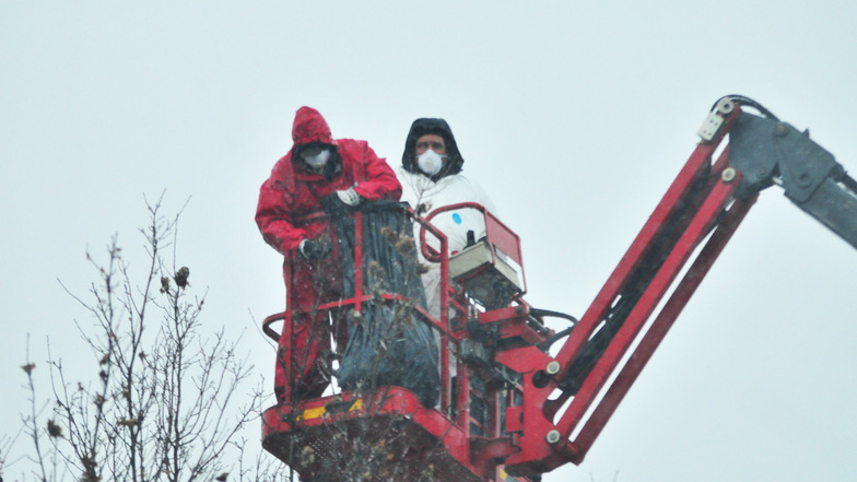 Hans Nunnemann und sein Kollege von der Rentokil Initial schneiden auch bei Schnee und Regen die Ast-Enden der Bäume. In Schutzanzügen entfernen sie per Hand alle Ungeziefernester am Radweg parallel zu Kronospan.
