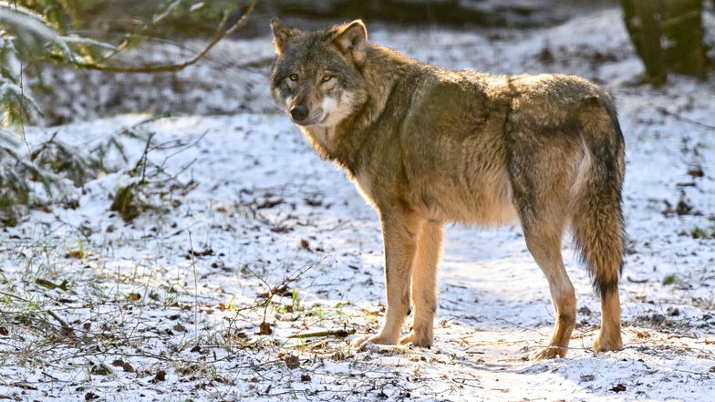 In Kubschütz wurde mehrfach ein erkrankter Wolf gesichtet.