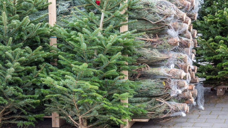 Frische Weihnachtsbäume professionell verpackt gibt es bei den 11 LandMAXX-Märkten in Ihrer Nähe.