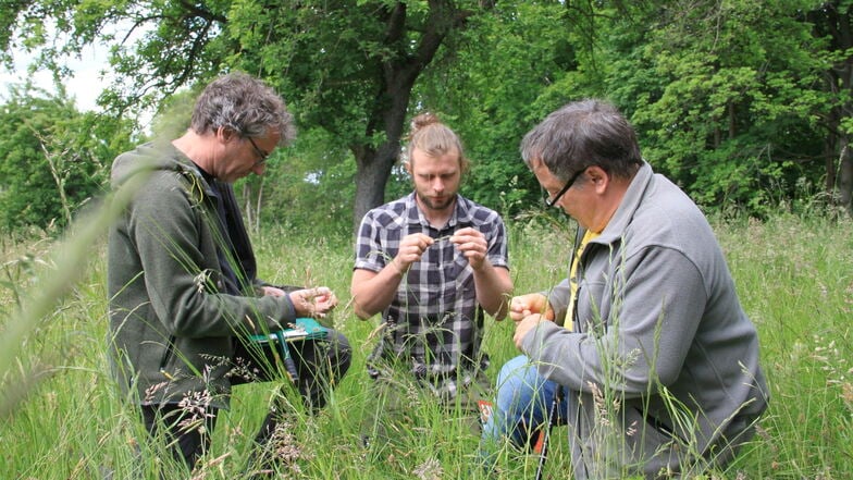 Eine Jury untersucht die Flora und Fauna einer Streuobstwiese in Elsterberg im Vogtland. Sie ist eine Kandidatin beim Deutsch-Tschechischen Streuobstwiesenwettbewerb.