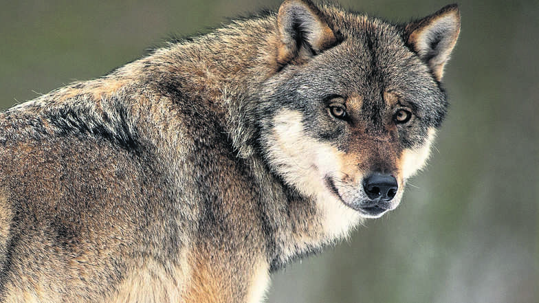 „Der Wolf beschäftigt uns derzeit sehr“, sagte der Sächsische Umweltminister Thomas Schmidt (CDU) am Donnerstag in Waldheim.