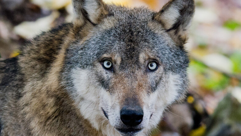 Immer wieder haben Hochland-Bewohner Wölfe in der letzten Zeit beobachtet.