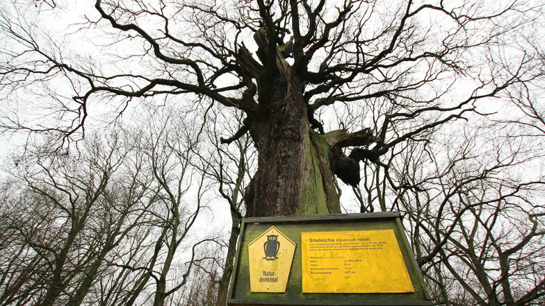 Die Ziescheiche bei Hochweitzschen ist mit etwa 500 Jahren einer der ältesten Bäume in der Region. Sie steht unter Schutz.