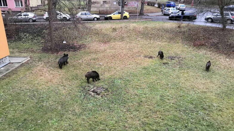 Wildschweine im Park vor dem Haus sind in Ústí nad Labem inzwischen Alltag.