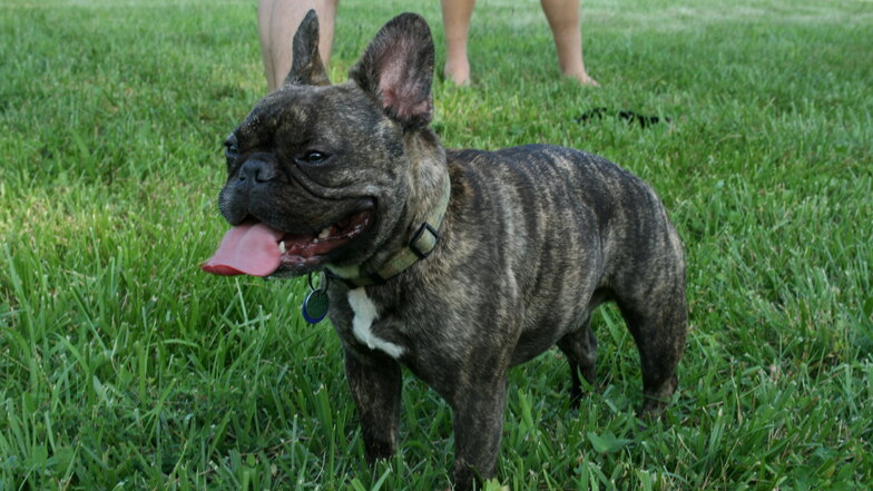 Welpen der Französische Bulldogge (Symbolfoto) sollten illegal nach Deutschland gebracht und verkauft werden.