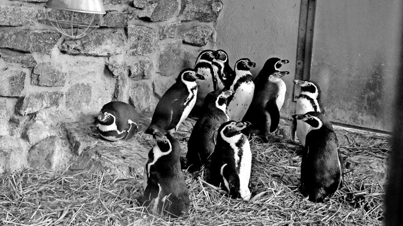 Diese Aufnahme von der Pinguinkolonie im Zoo Hoyerswerda stammt aus dem vergangenen Jahr. Mittlerweile sind von ursprünglich 13 Tieren elf gestorben.