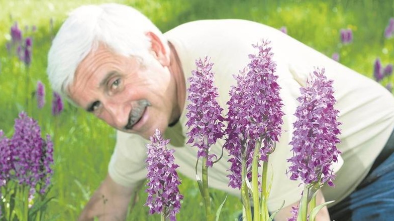 Die violetten Blütenstände des breitblättrigen Knabenkrautes leuchten vor der grasgrünen Wiese. Landschaftspfleger Mathias Roitzsch ist begeistert von der Blütenpracht, die einzigartig ist in der Sächsischen Schweiz. Mehr als 2000 Pflanzen wurden 2013 in 